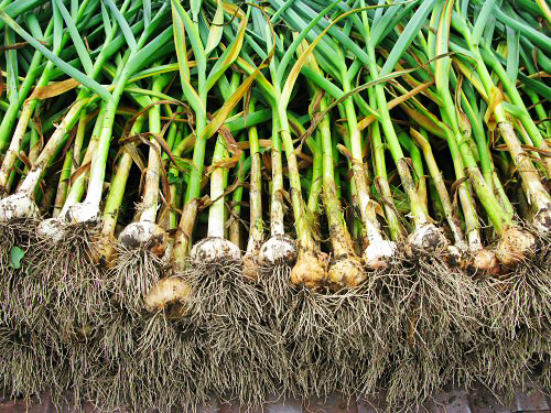 época ideal para plantar alho