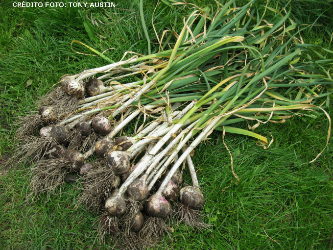 passo a passo plantio de alho