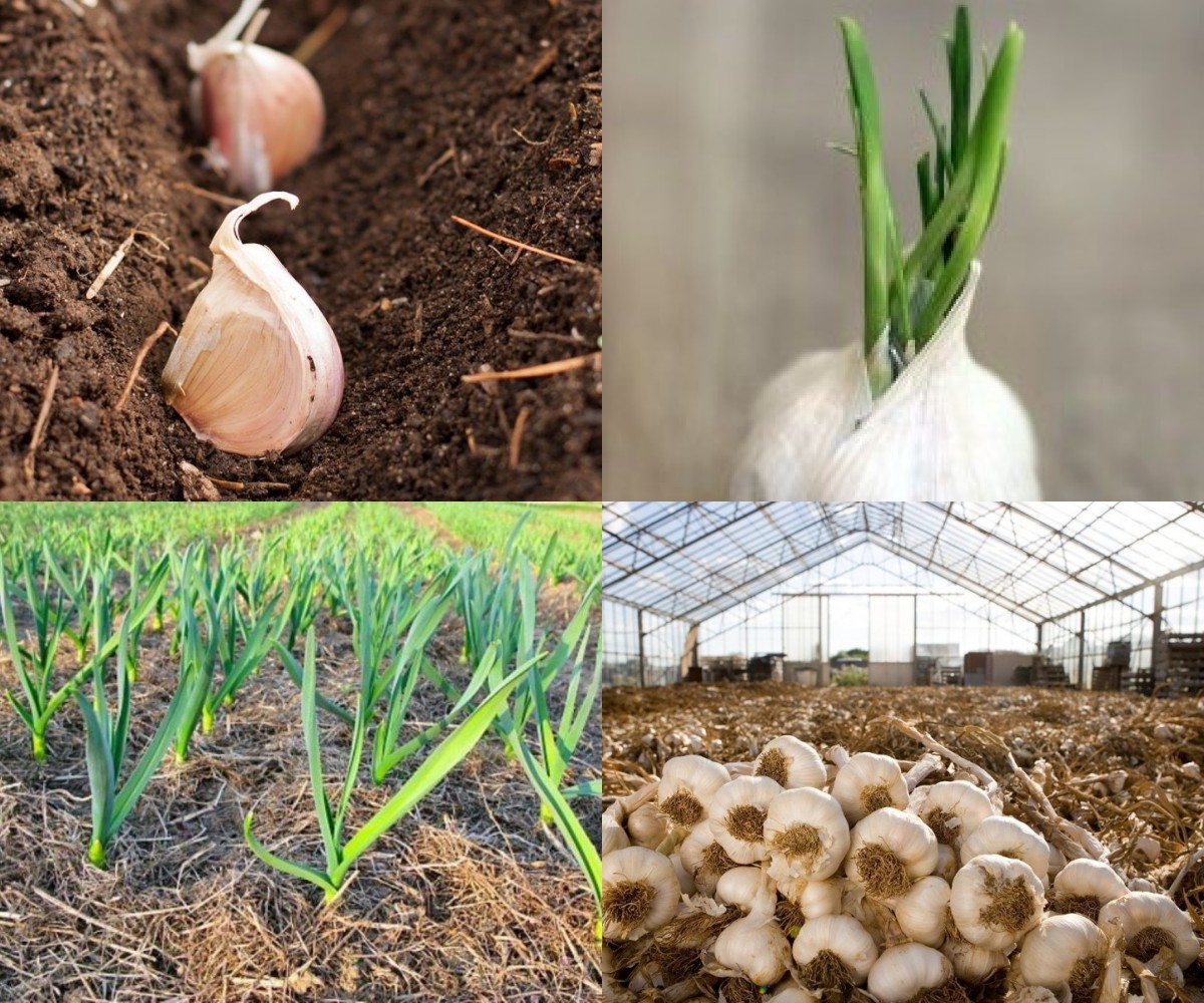 colheita e cura do alho