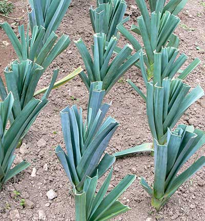 como plantar alho em casa