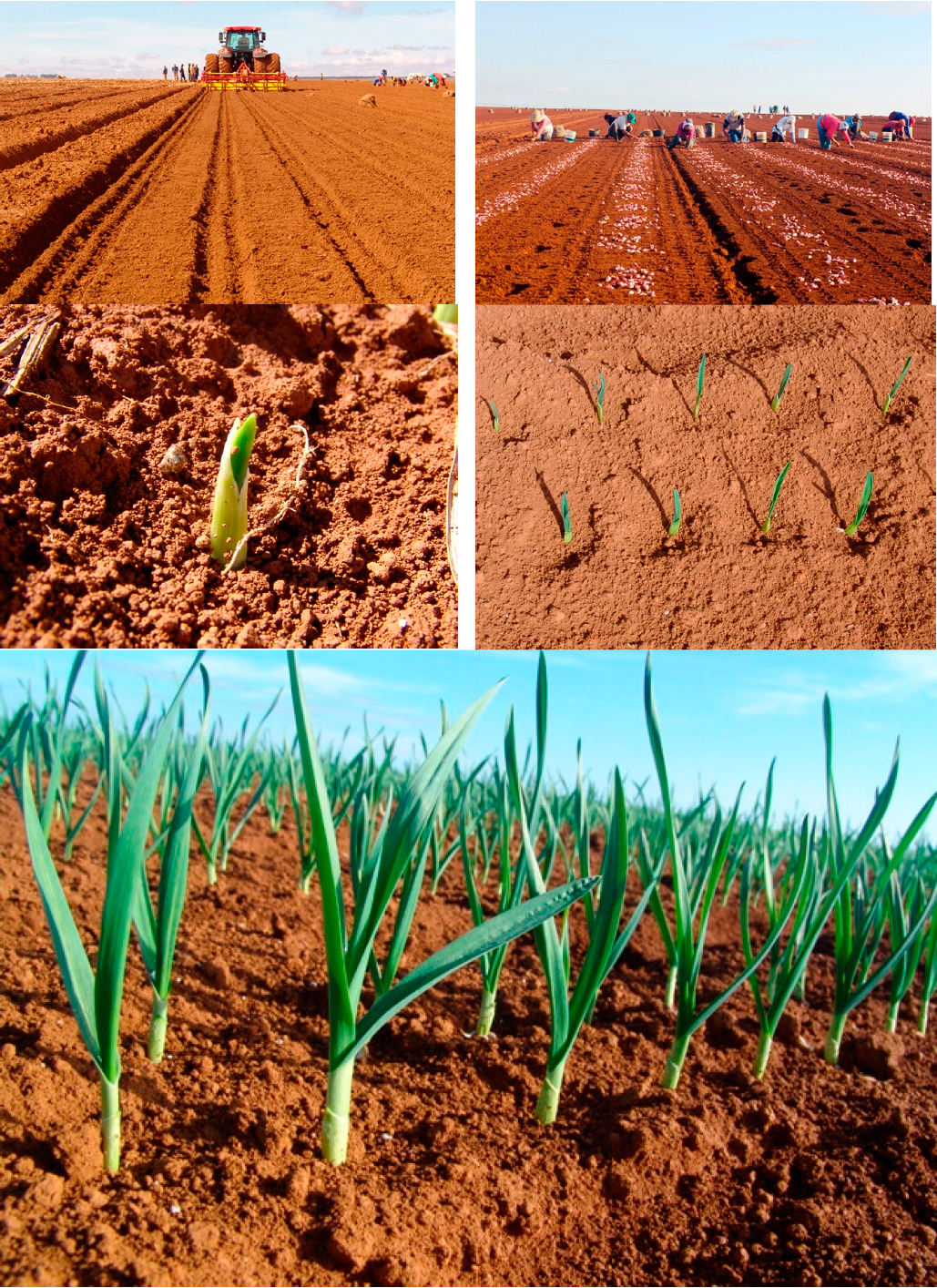 época ideal para plantar alho