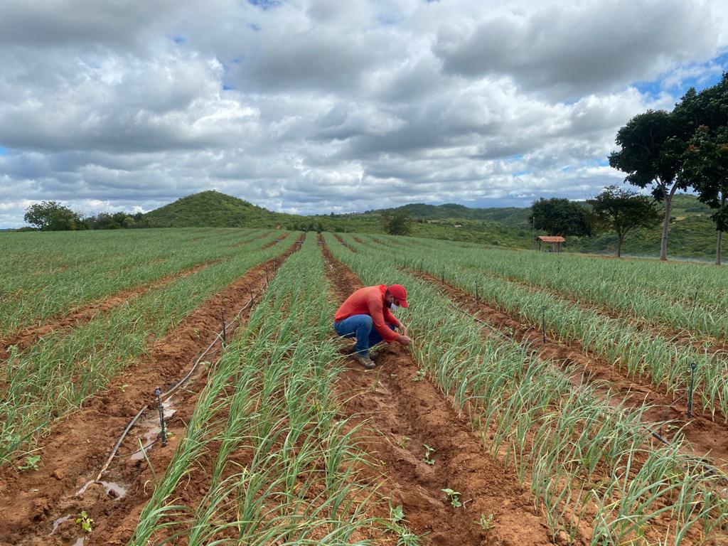 época ideal para plantar alho