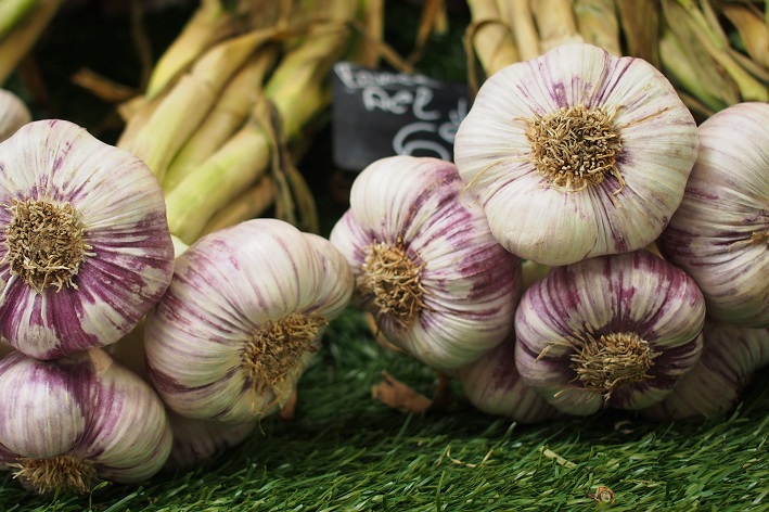 passo a passo plantio de alho