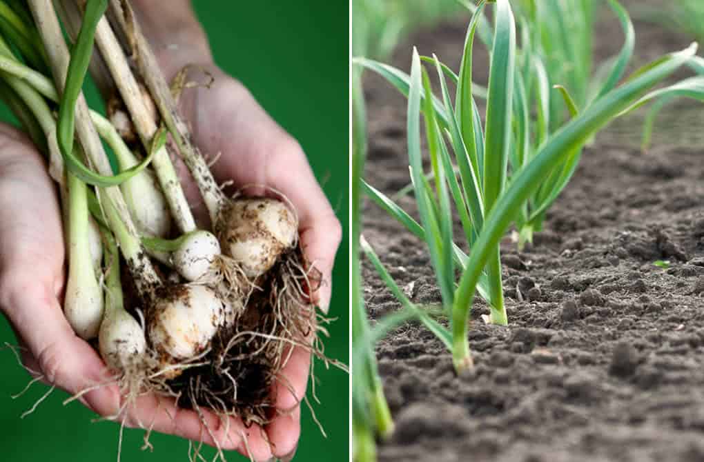 colheita e cura do alho