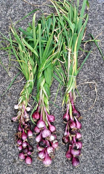 passo a passo plantio de alho