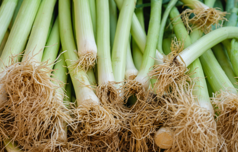 época ideal para plantar alho