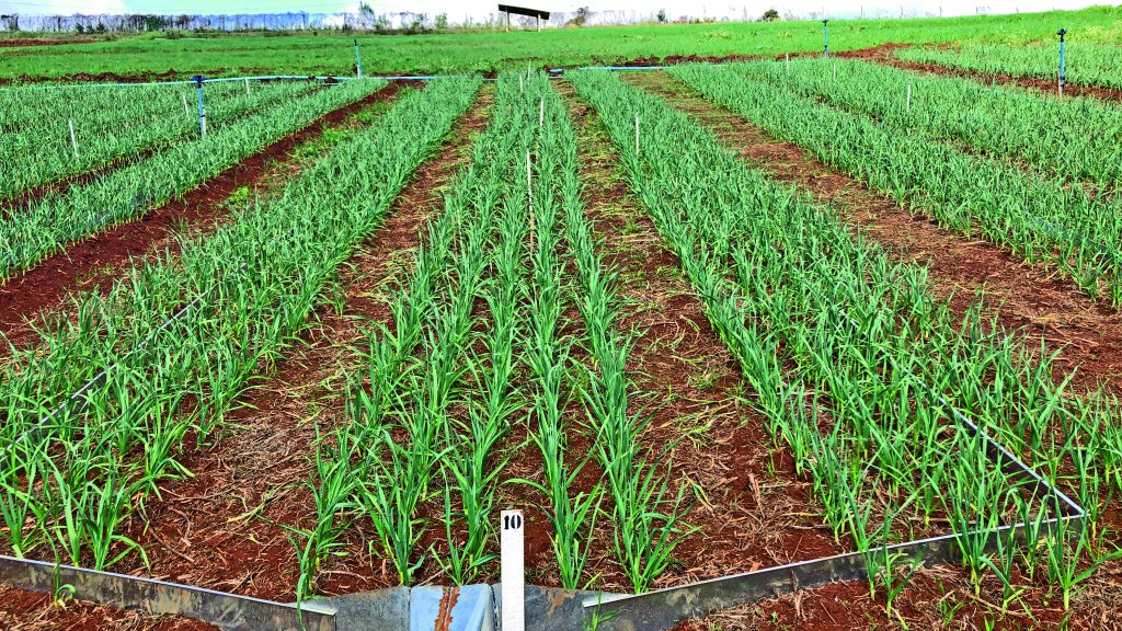 cultivo de alho em vaso