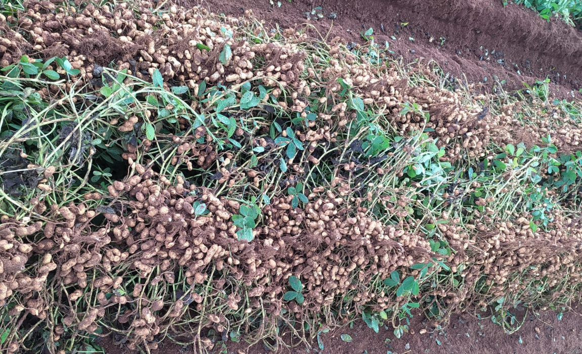 quanto custa plantar amendoim por hectare