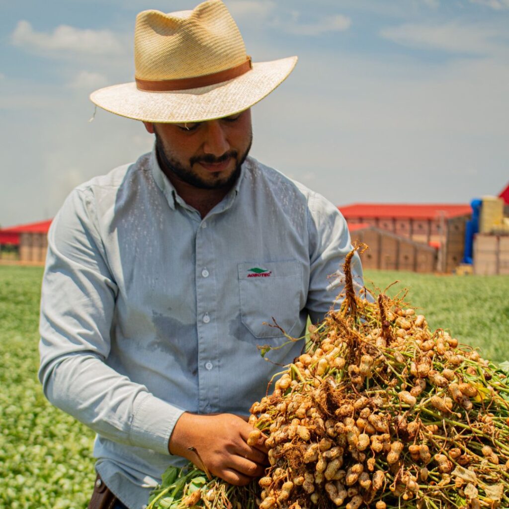 cultivo de amendoim para alto rendimento