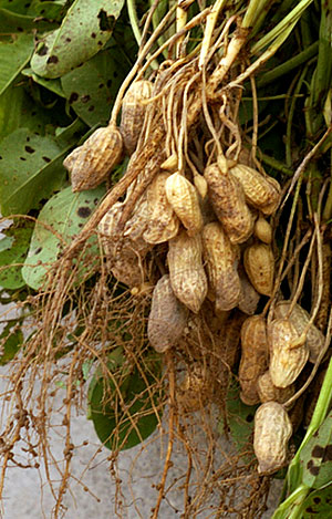 manejo de pragas e doenças do amendoim