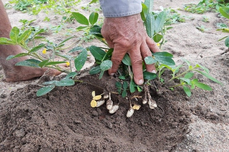 manejo de pragas e doenças do amendoim