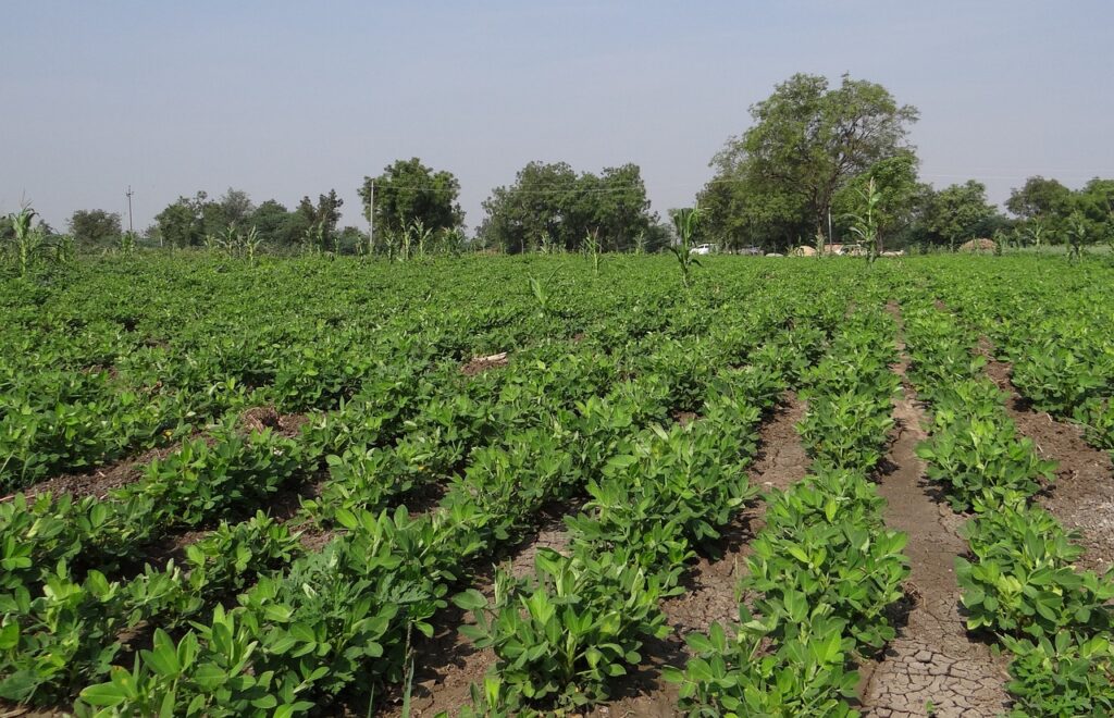 manejo de pragas e doenças do amendoim