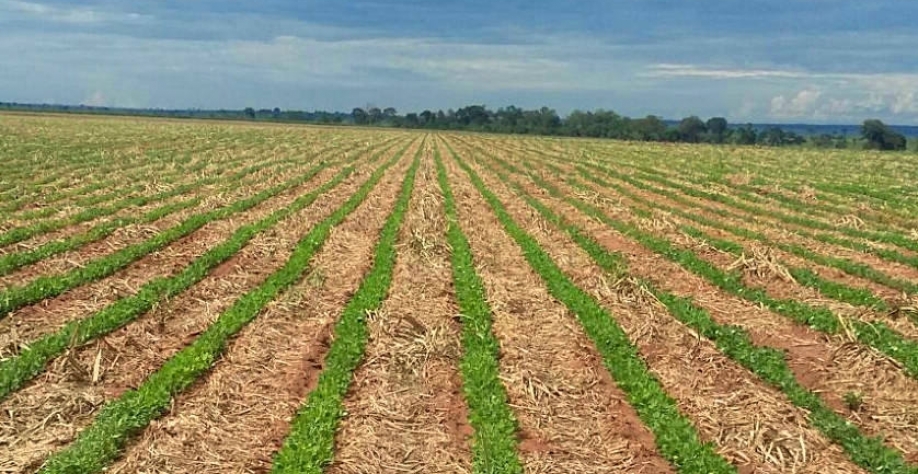 benefícios do amendoim para a saúde do solo