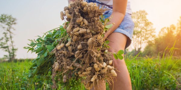 tempo de colheita do amendoim