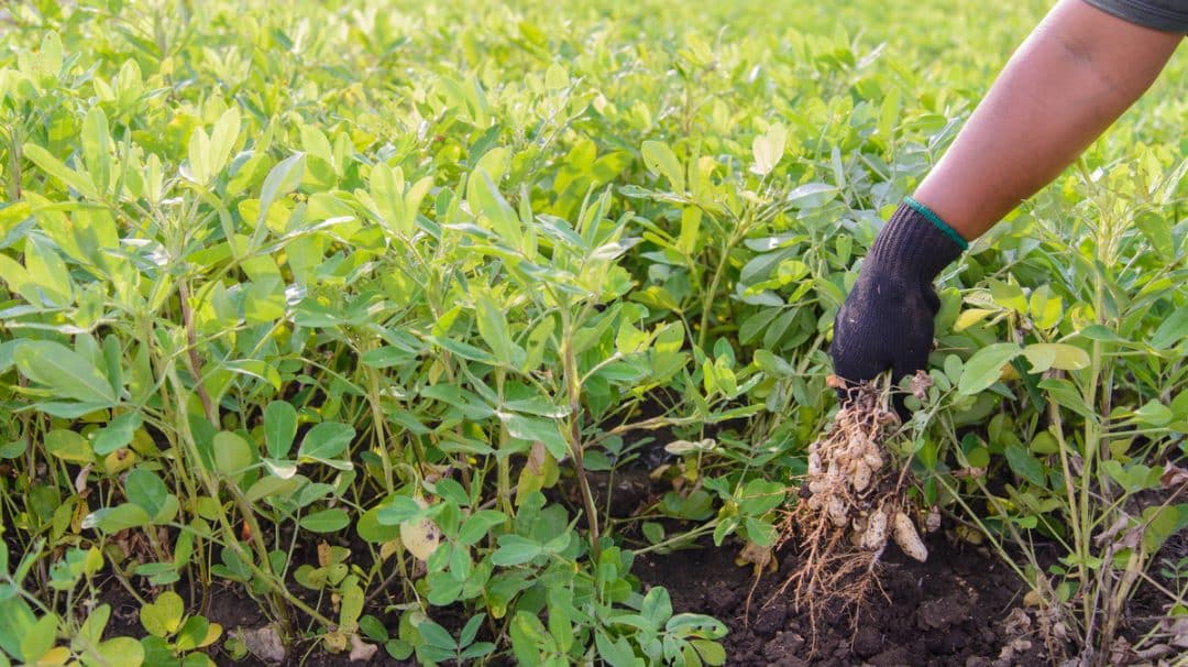manejo de pragas e doenças do amendoim