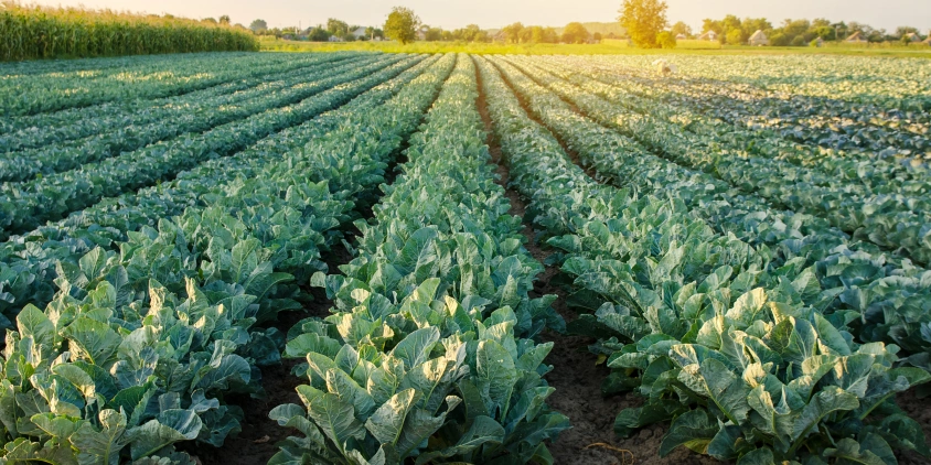 cultivo de brócolis