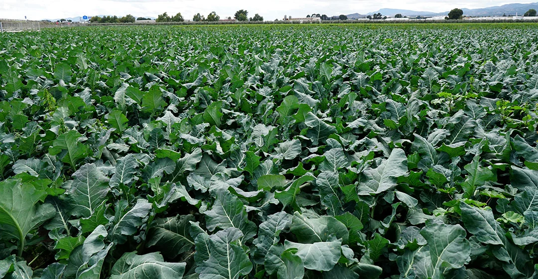 Como Preparar o Solo Perfeito para o Cultivo de Brócolis Orgânico