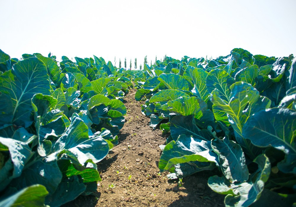 Calendário de Plantio de Brócolis no Brasil: Região por Região