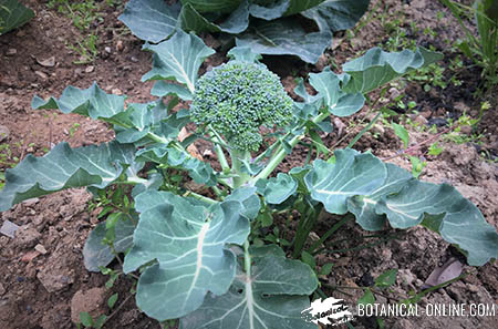 cultivo de brócolis