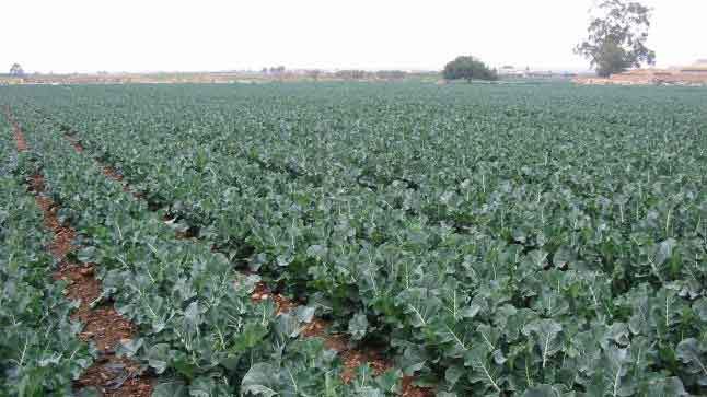 Guia Completo: Escolhendo a Variedade Certa de Brócolis para Sua Horta