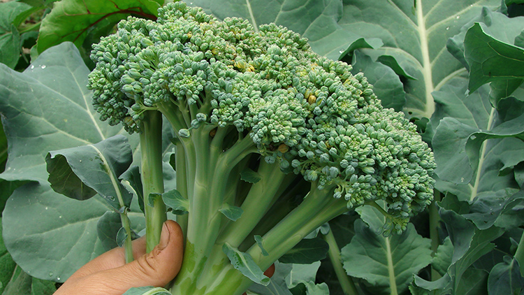 Como Preparar o Solo Perfeito para o Cultivo de Brócolis Orgânico