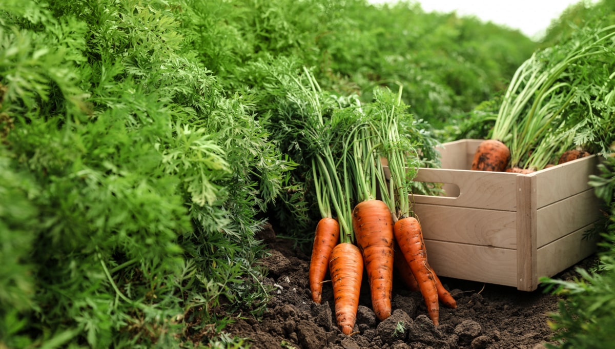 Variedades de Cenoura: Qual Escolher para o Verão e Inverno?