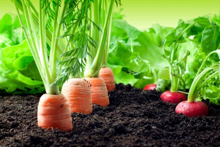 Guia Completo: Como Preparar o Solo Ideal para Cenouras