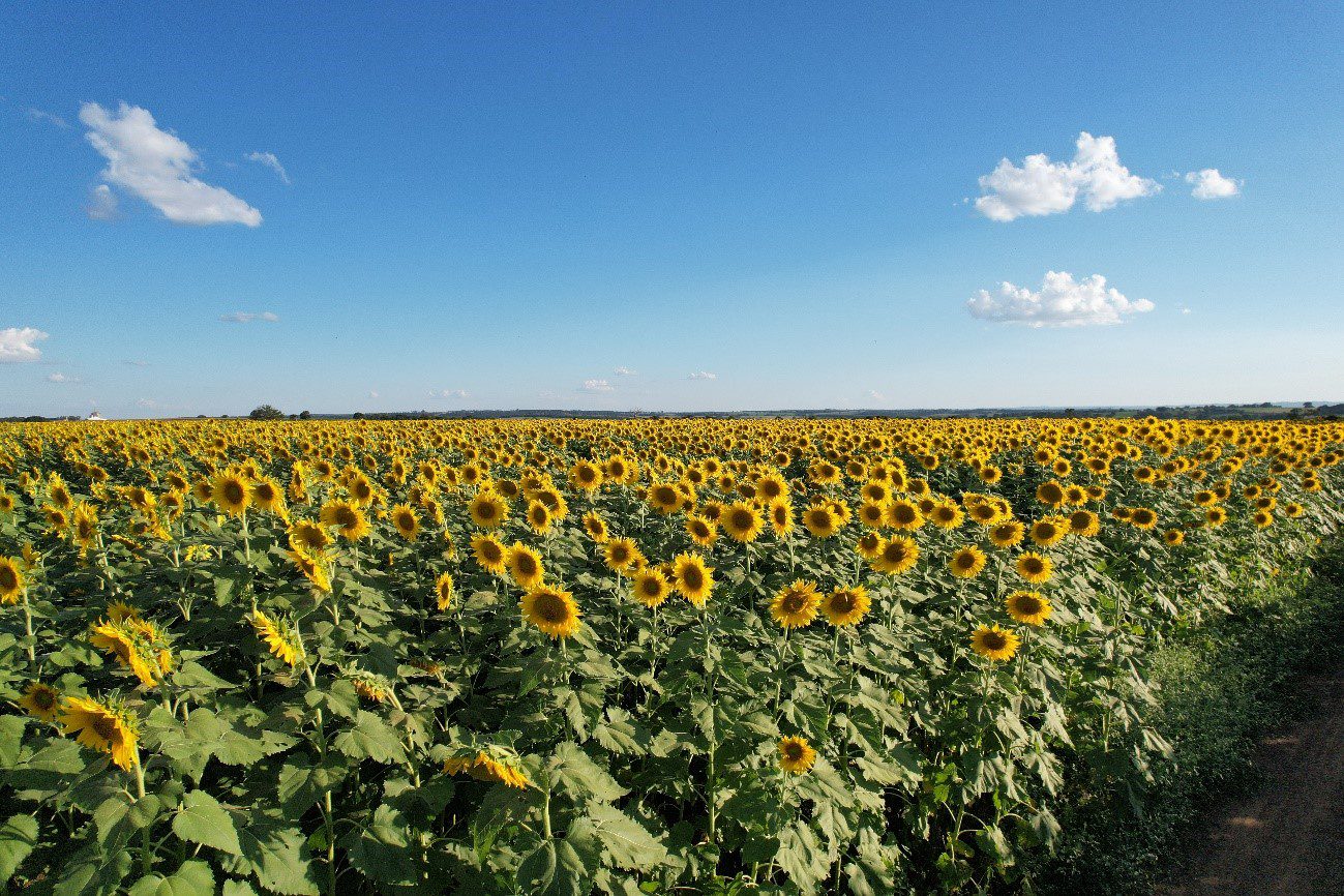 cultivo de girassol