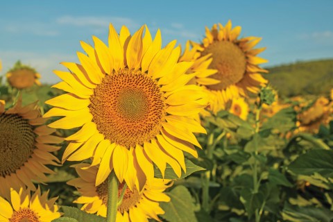 Combatendo Pragas no Girassol: Métodos Orgânicos e Eficazes para Proteger Sua Planta