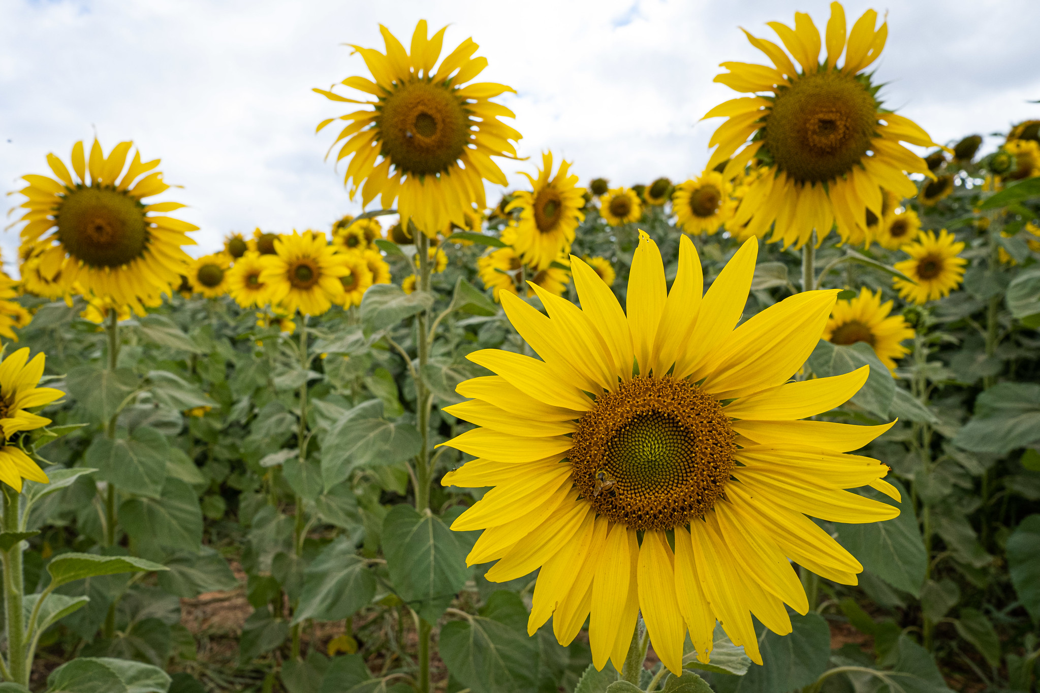 Girassol em Vaso: Dicas Essenciais para um Florescimento Perfeito em Ambientes Pequenos