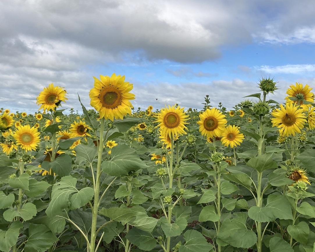 Calendário de Plantio do Girassol no Brasil: Saiba a Melhor Época para Cada Região