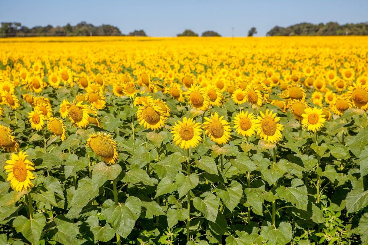 Girassol em Vaso: Dicas Essenciais para um Florescimento Perfeito em Ambientes Pequenos