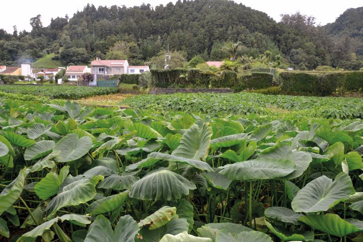 colheita de inhame tempo