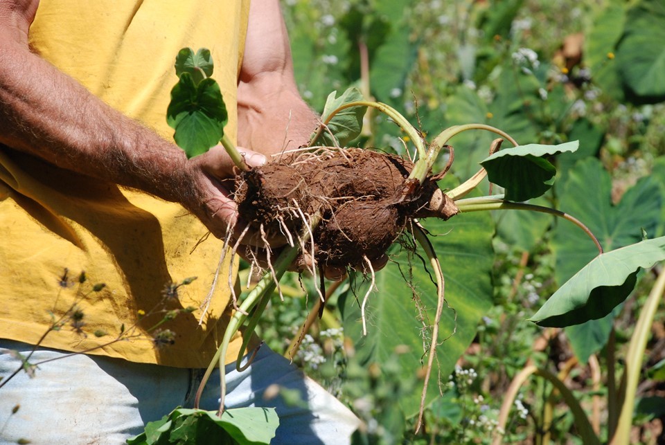 preparo do solo para inhame