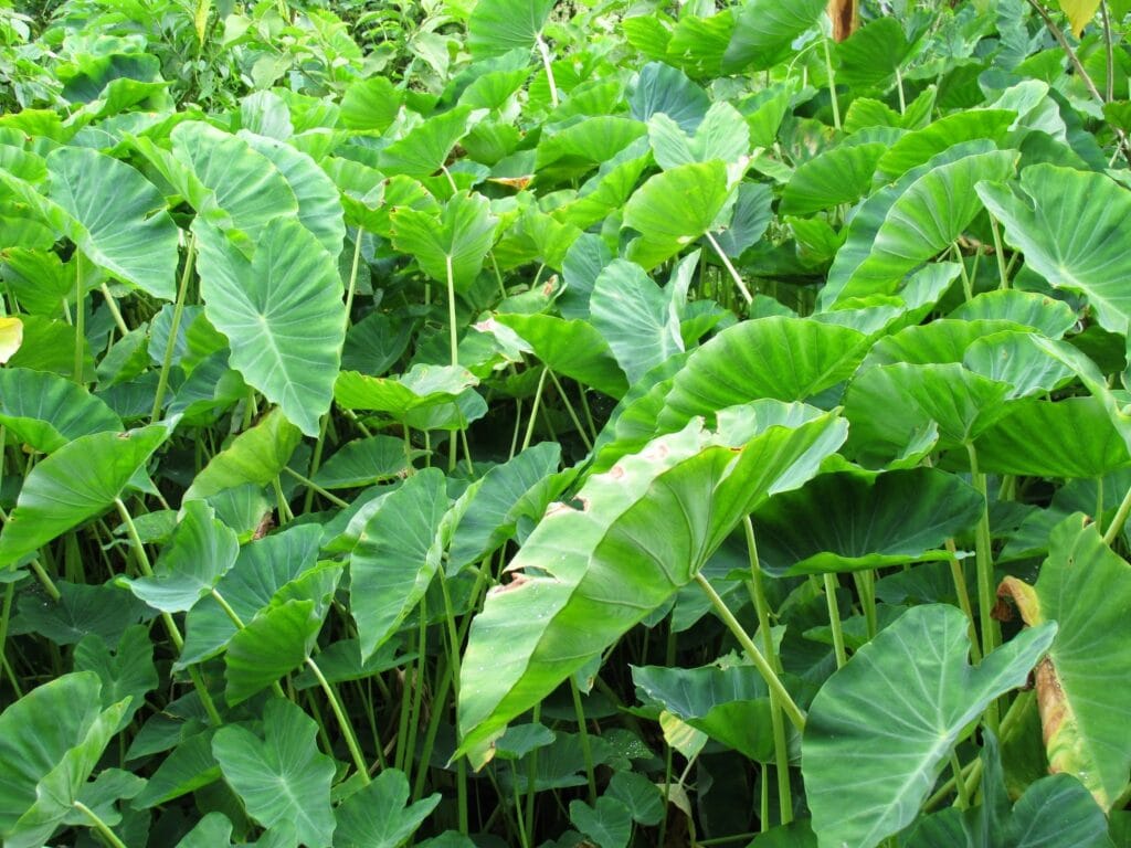 pragas e doenças do inhame