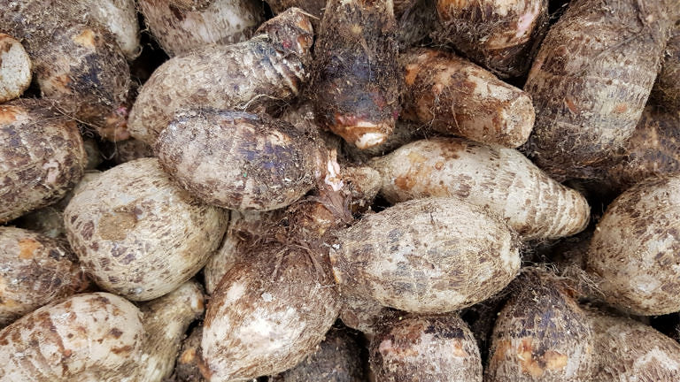 qual a melhor época para plantar inhame