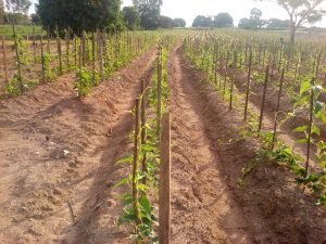 colheita de inhame tempo