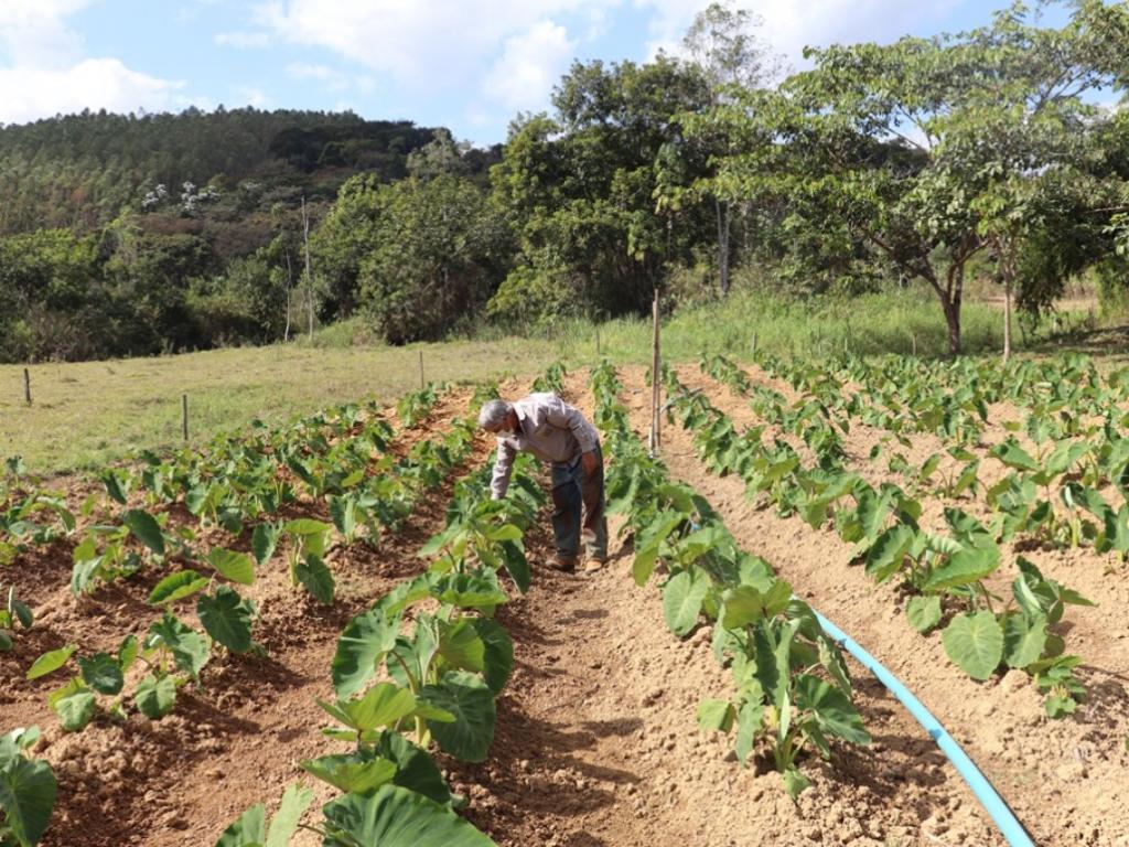 clima ideal para cultivo de inhame