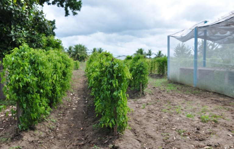 pragas e doenças do inhame