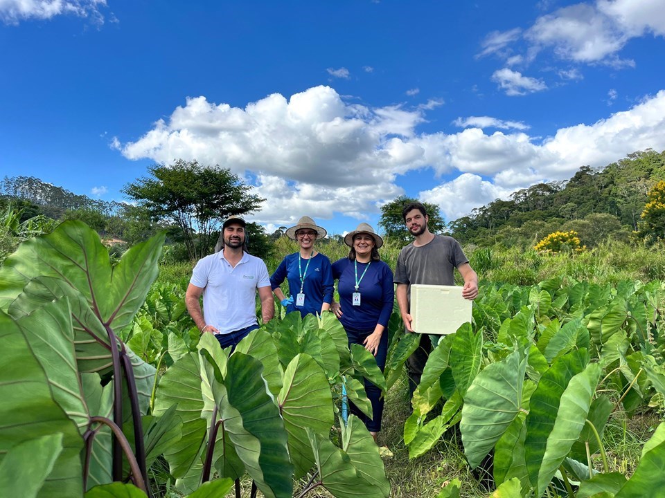 qual a melhor época para plantar inhame