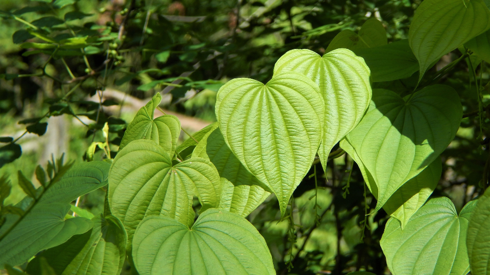 como plantar inhame em vaso