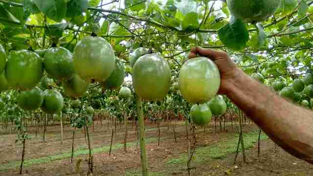 cultivo de maracujá