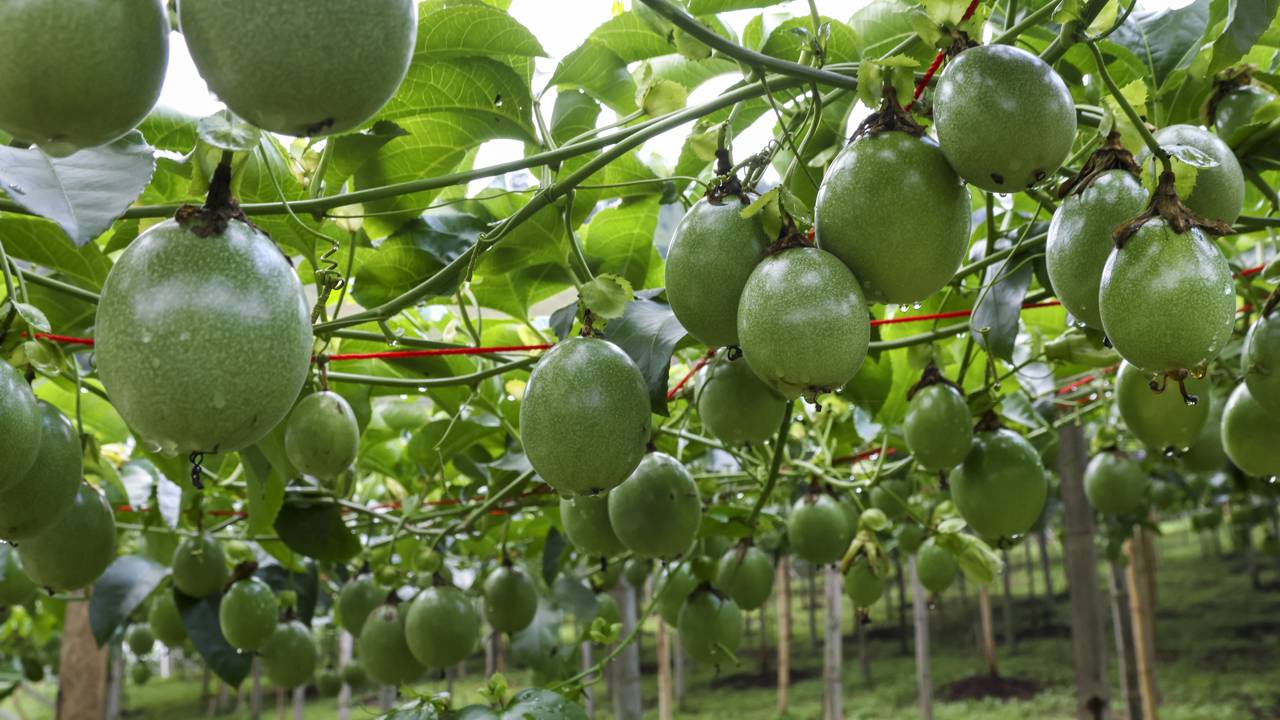 como cultivar maracujá passo a passo