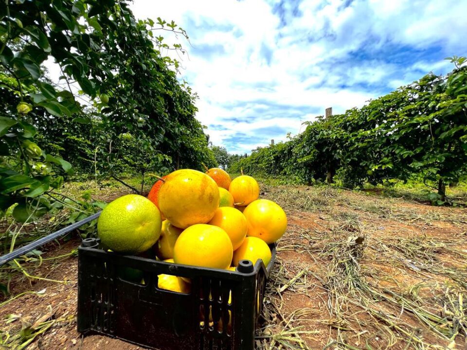 técnicas de plantio de maracujá para iniciantes