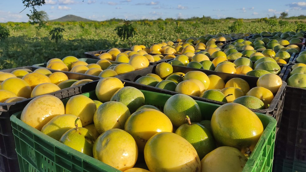 cultivo de maracujá