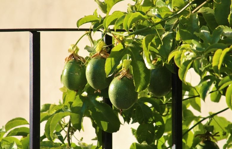 como cultivar maracujá passo a passo