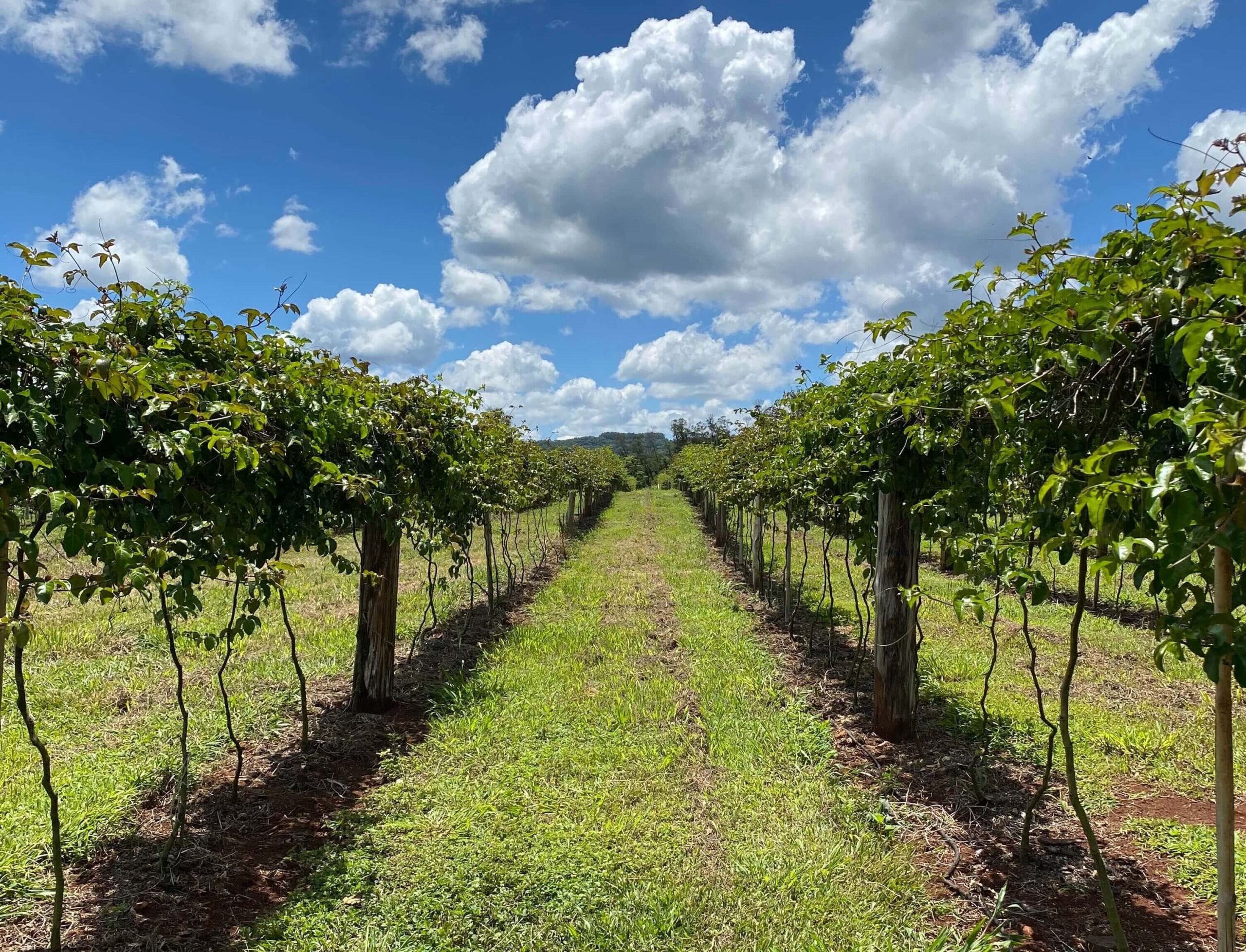 técnicas de plantio de maracujá para iniciantes