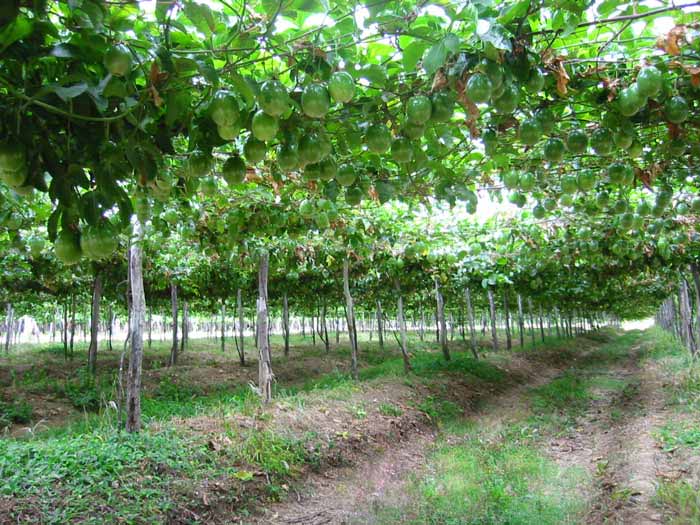 cultivo de maracujá
