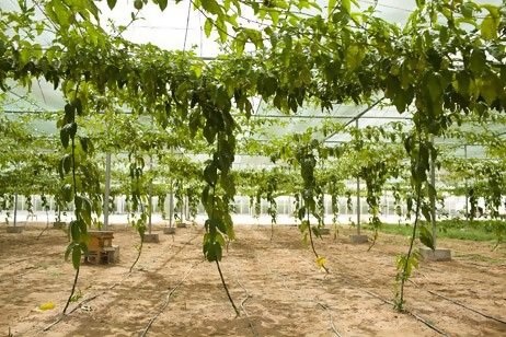 como cultivar maracujá passo a passo