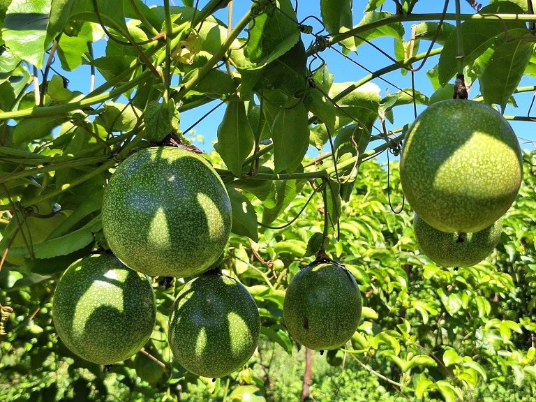 técnicas de plantio de maracujá para iniciantes